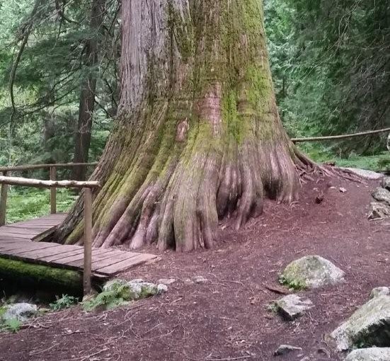 Kokanee Creek Old Growth Trail