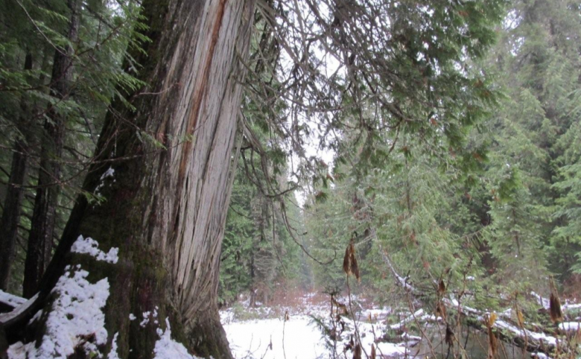 Retallack Cedars Trail